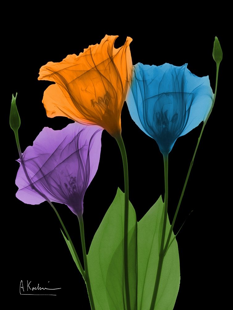 Jewel Gentian Buddies 3 art print by Albert Koetsier for $57.95 CAD