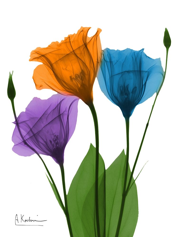 Jewel Gentian Buddies 1 art print by Albert Koetsier for $57.95 CAD