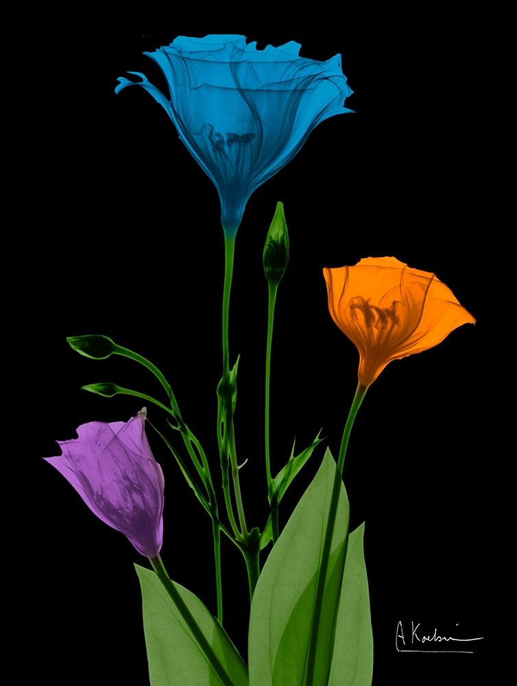 Jewel Gentian Buddies 4 art print by Albert Koetsier for $57.95 CAD