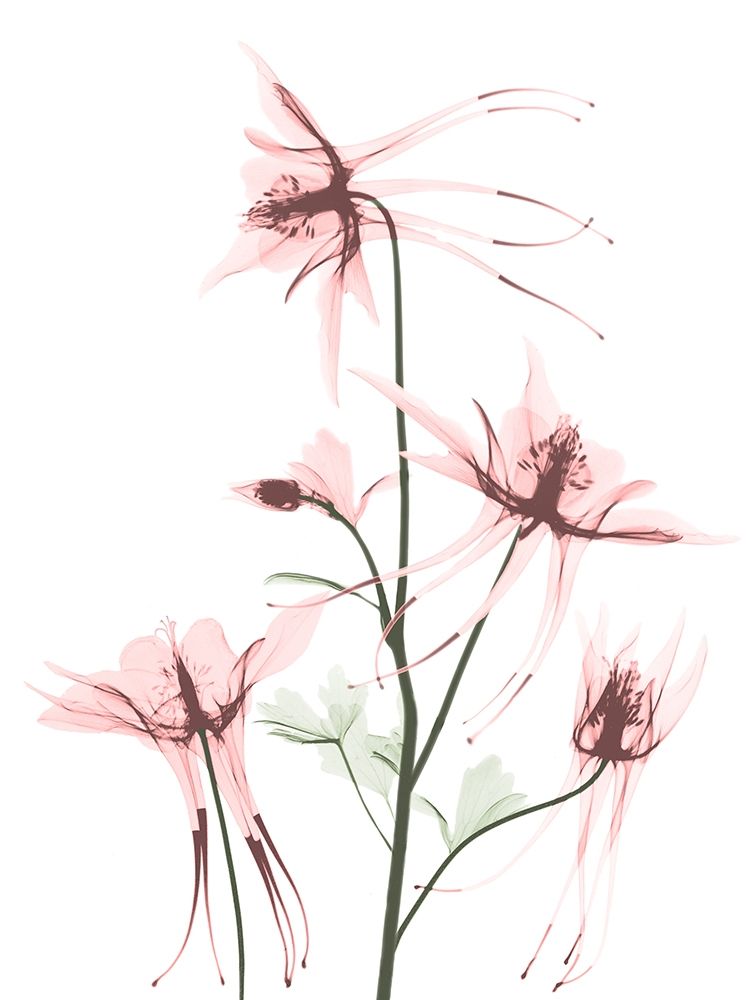 Blush Columbine 1 art print by Albert Koetsier for $57.95 CAD