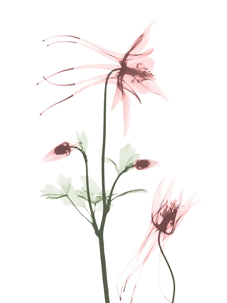 Blush Columbine 2 art print by Albert Koetsier for $57.95 CAD