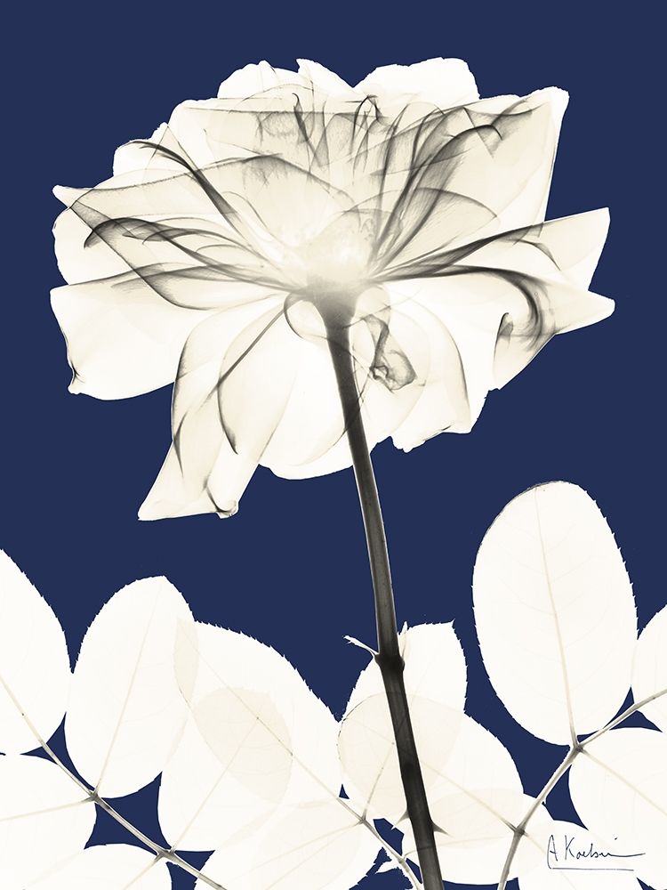 Rose Cool Dynasty 2 art print by Albert Koetsier for $57.95 CAD