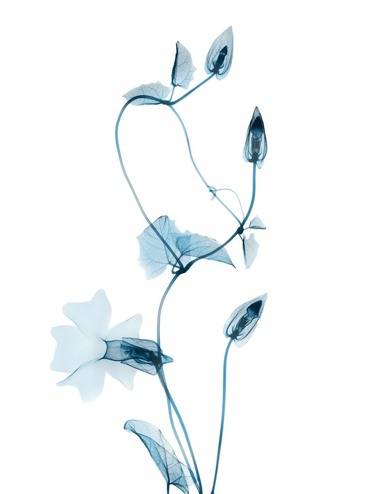 Blue Disticta art print by Albert Koetsier for $57.95 CAD