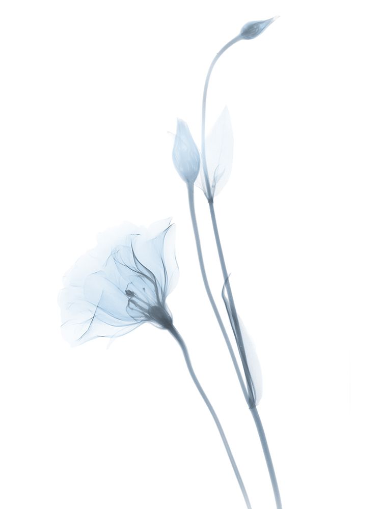Light Gentian art print by Albert Koetsier for $57.95 CAD