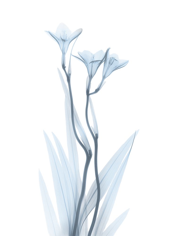 Light Freesia art print by Albert Koetsier for $57.95 CAD