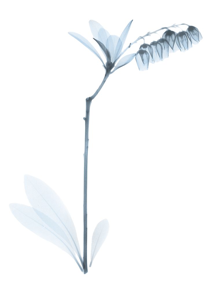 Light Lily Of The Vally Bush art print by Albert Koetsier for $57.95 CAD