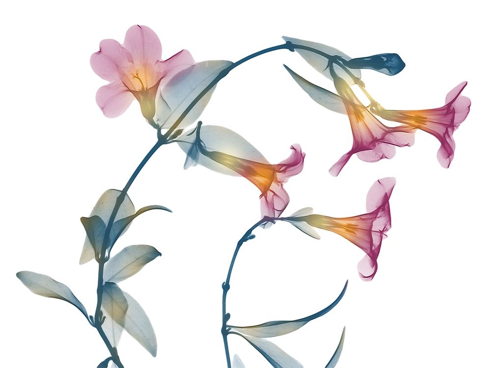 Summer Brazilian Jasmine art print by Albert Koetsier for $57.95 CAD