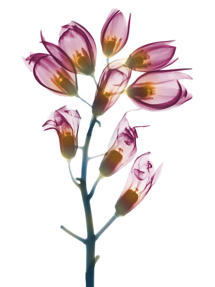 Summer Foxglove art print by Albert Koetsier for $57.95 CAD