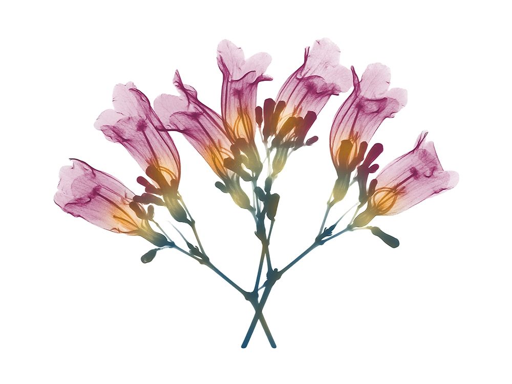 Summer Amethyst Vine art print by Albert Koetsier for $57.95 CAD