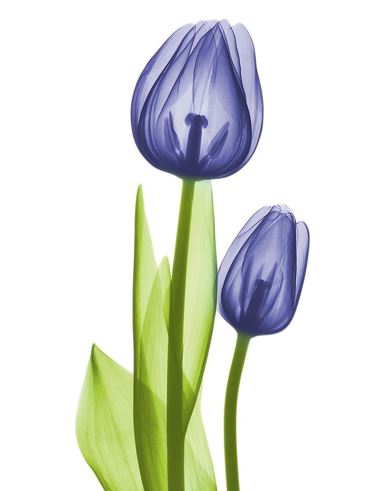 Blue Iris Coupled Friends art print by Albert Koetsier for $57.95 CAD