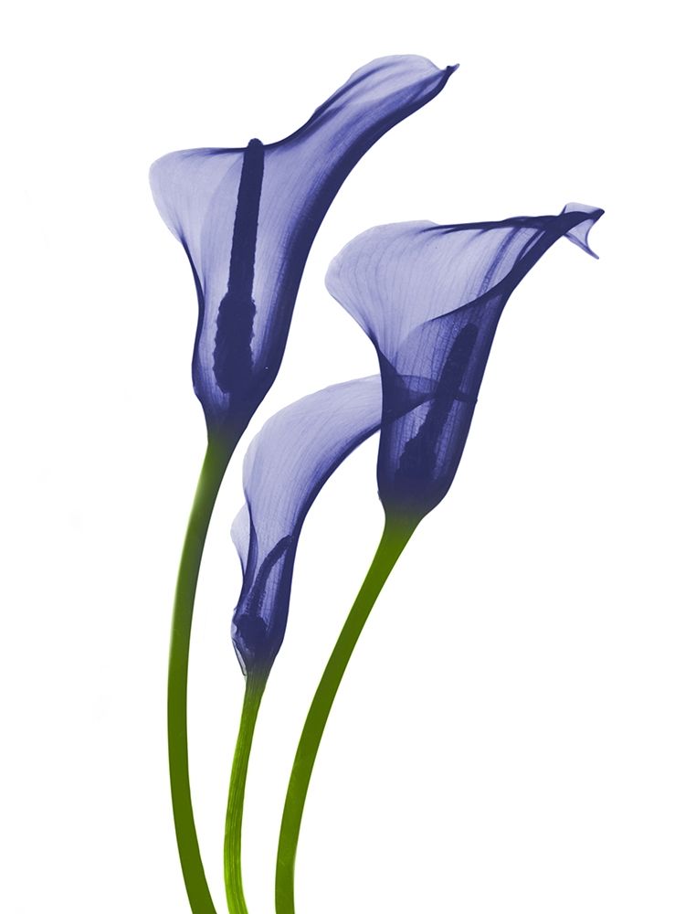Rowdy Calla Lilly Trio K1 art print by Albert Koetsier for $57.95 CAD