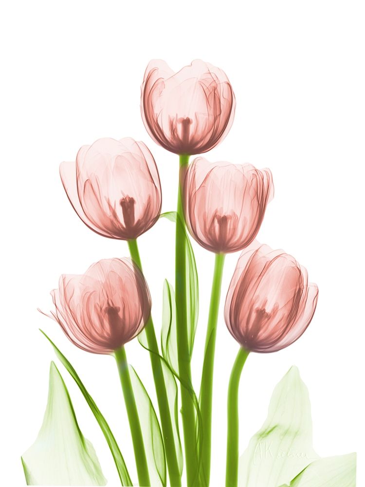Coral Tulip Tower H27 art print by Albert Koetsier for $57.95 CAD