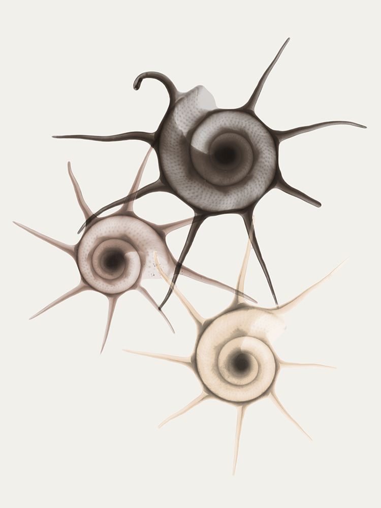 Sand Star Shell art print by Albert Koetsier for $57.95 CAD