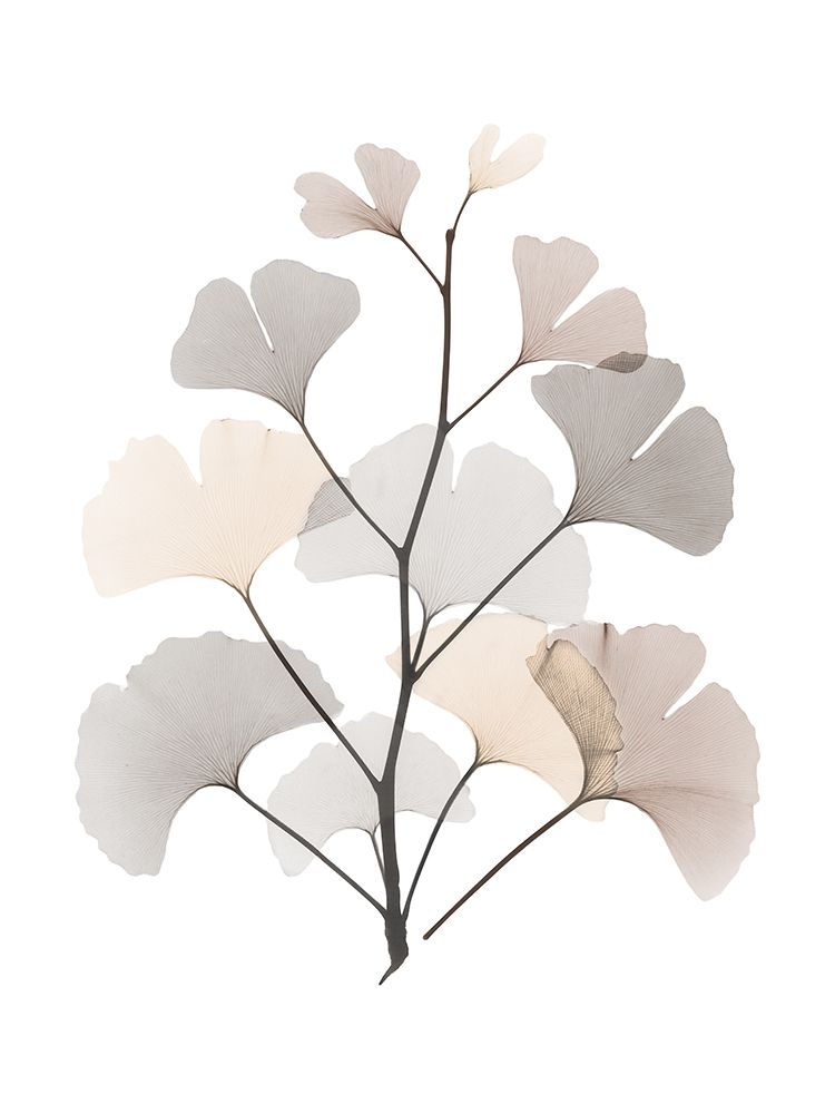 Desert Ginko art print by Albert Koetsier for $57.95 CAD