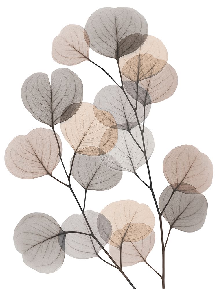 Earthy Eucalyptus Bunch art print by Albert Koetsier for $57.95 CAD