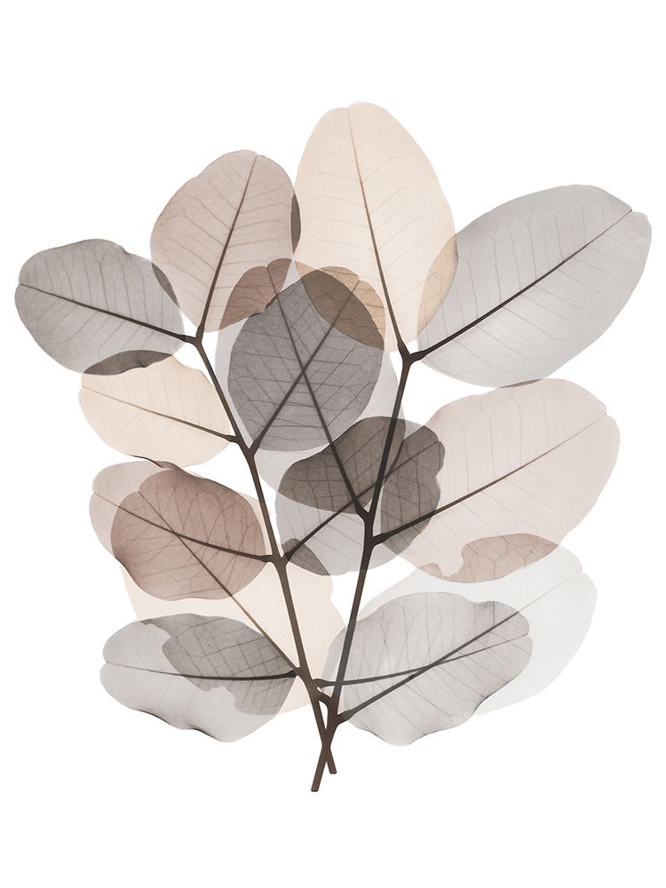 Earth Tone  Bunch art print by Albert Koetsier for $57.95 CAD