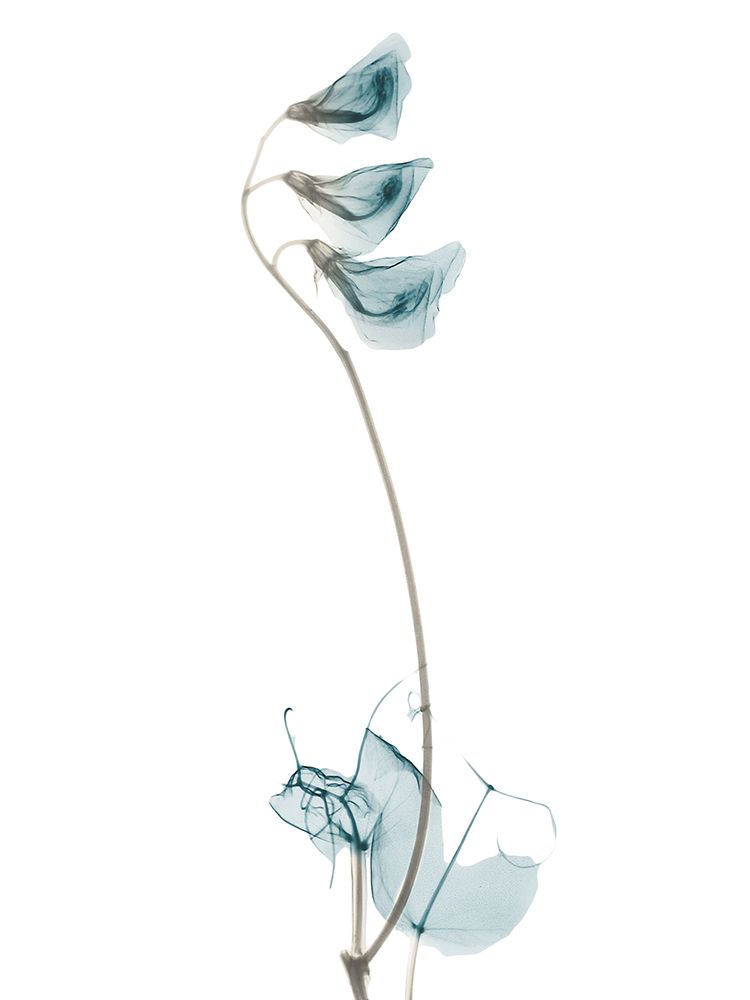 Mediterranean Pea H48 art print by Albert Koetsier for $57.95 CAD