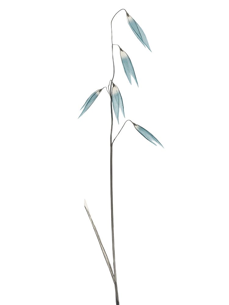 Mediterranean Wheat 2 art print by Albert Koetsier for $57.95 CAD