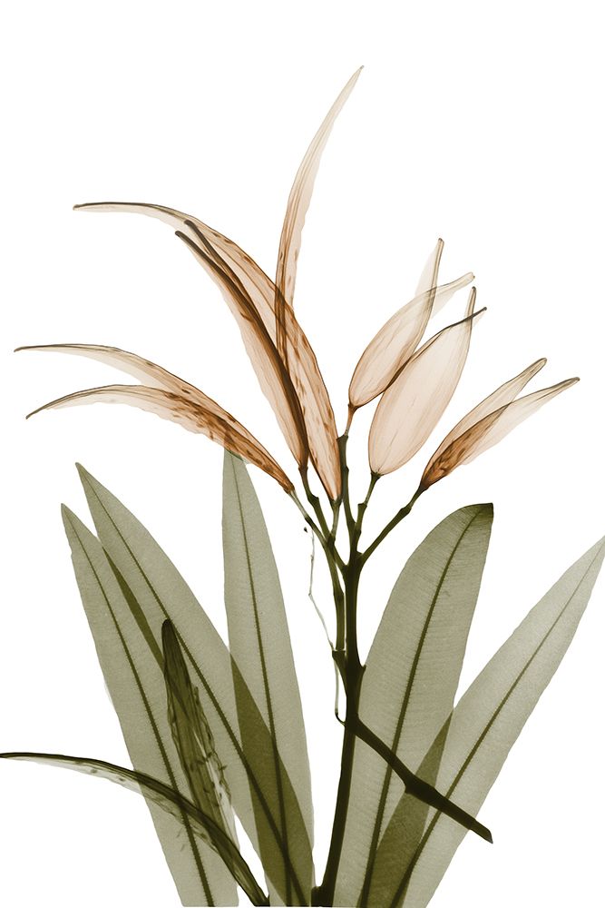 Urban Oleander Seed Pod art print by Albert Koetsier for $57.95 CAD