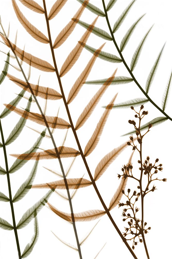 Urban Pepper Tree art print by Albert Koetsier for $57.95 CAD