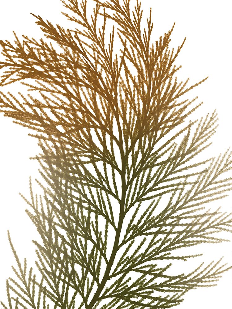 Urban Incense Cedar art print by Albert Koetsier for $57.95 CAD