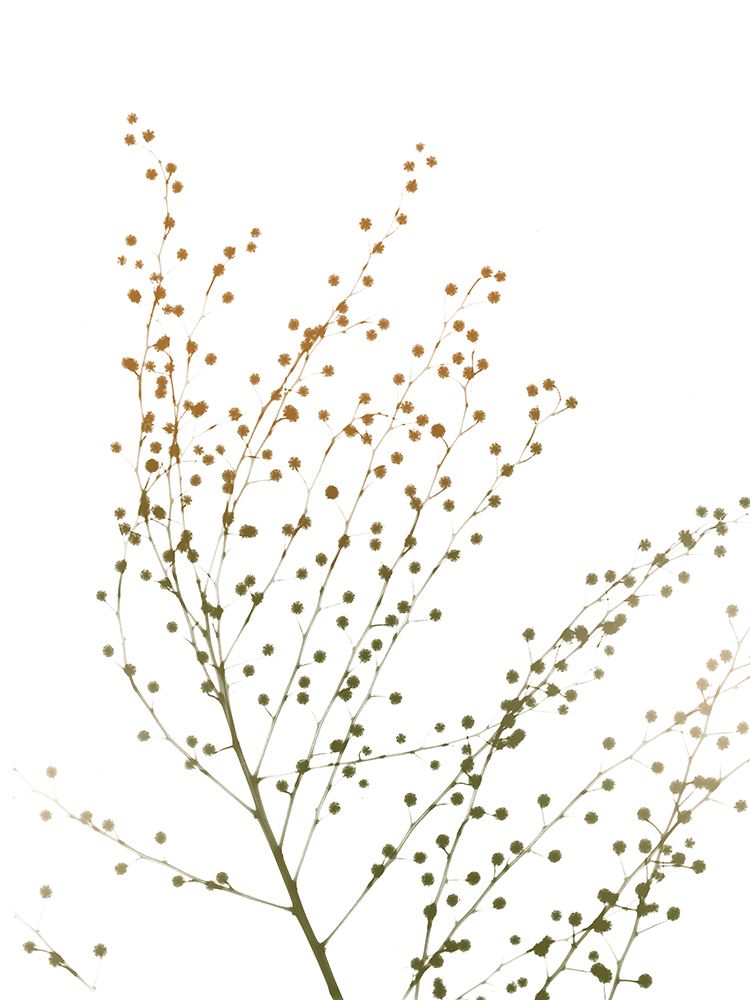Urban And Delicate art print by Albert Koetsier for $57.95 CAD