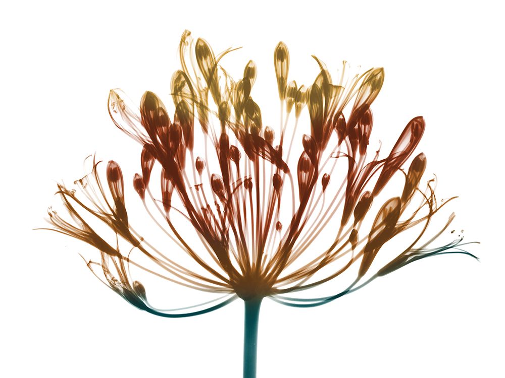 Urban Lily art print by Albert Koetsier for $57.95 CAD