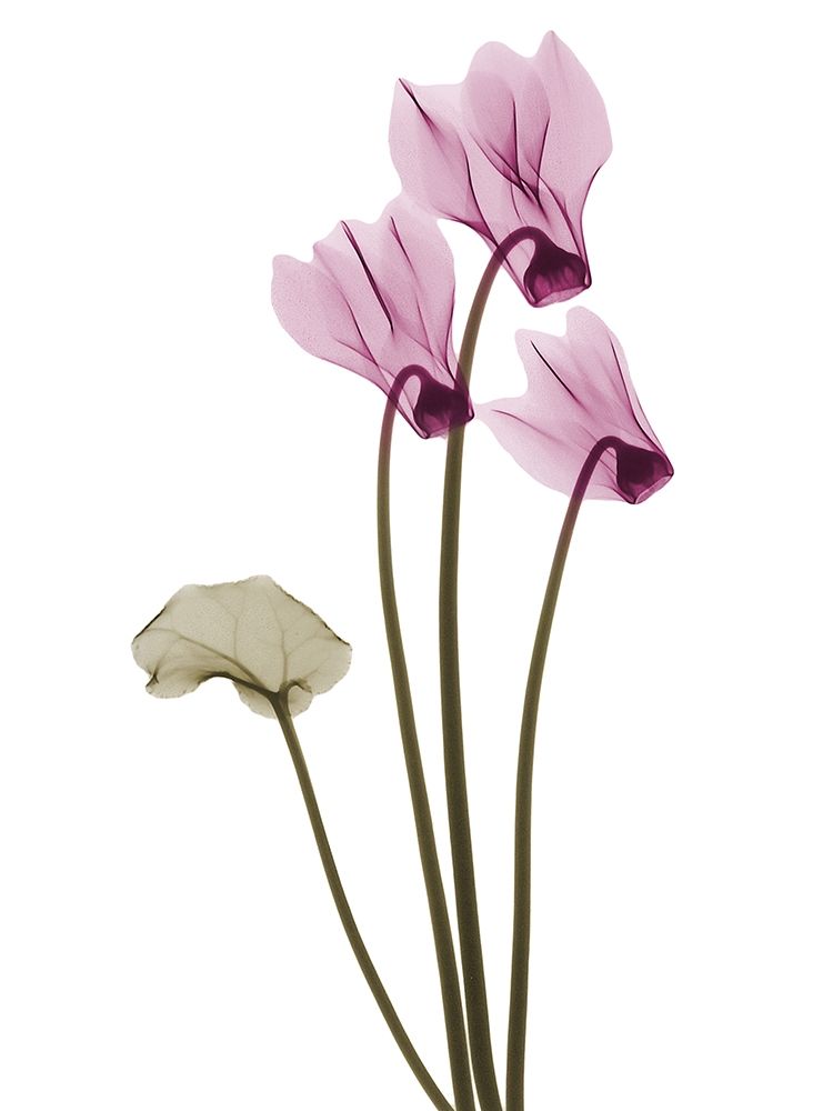 Delightful Cyclamen H11 art print by Albert Koetsier for $57.95 CAD