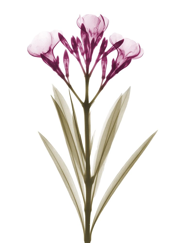 Delightful Oleander A57 art print by Albert Koetsier for $57.95 CAD