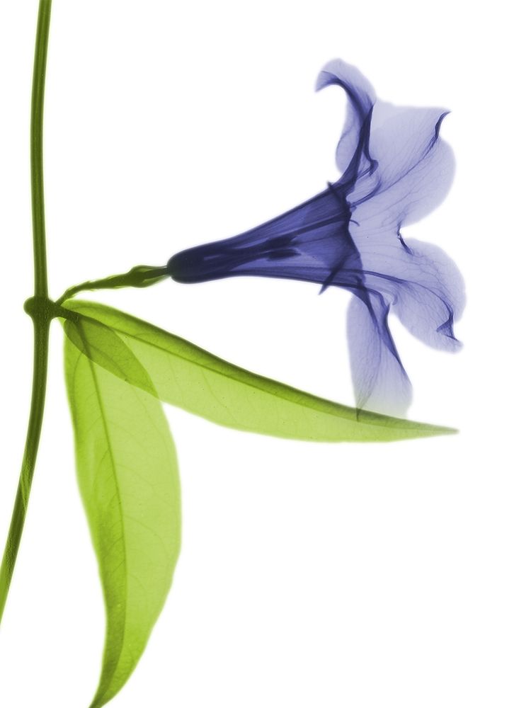 Rowdy Hanging Tulip art print by Albert Koetsier for $57.95 CAD