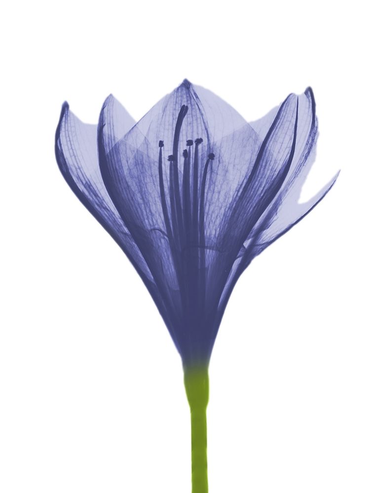 Rowdy Blooming Nature art print by Albert Koetsier for $57.95 CAD