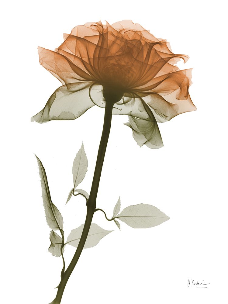 Urban Rose 1 art print by Albert Koetsier for $57.95 CAD