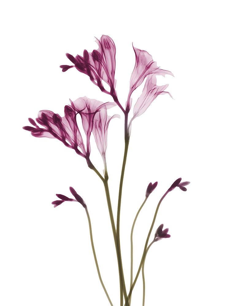Spring Freesia C21 art print by Albert Koetsier for $57.95 CAD