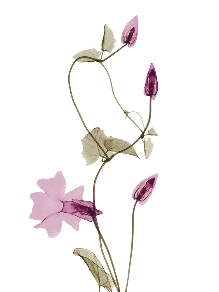 Spring Disticta L132 art print by Albert Koetsier for $57.95 CAD