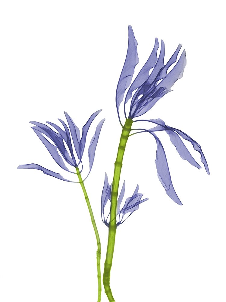Leucadendron E93 art print by Albert Koetsier for $57.95 CAD