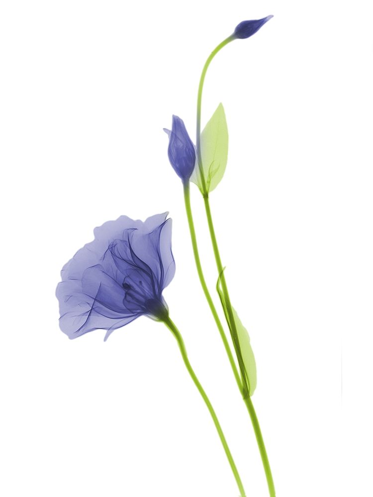 Rowdy Gentian B07 art print by Albert Koetsier for $57.95 CAD