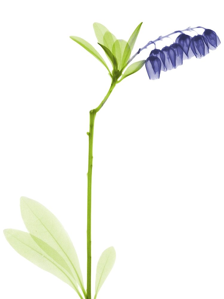 Rowdy Lily Of The Vally Bush H07 art print by Albert Koetsier for $57.95 CAD