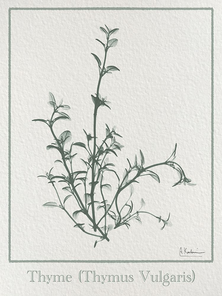 Thymus Vulgaris 2 art print by Albert Koetsier for $57.95 CAD