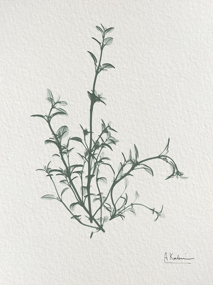 Thymus Vulgaris 2 art print by Albert Koetsier for $57.95 CAD