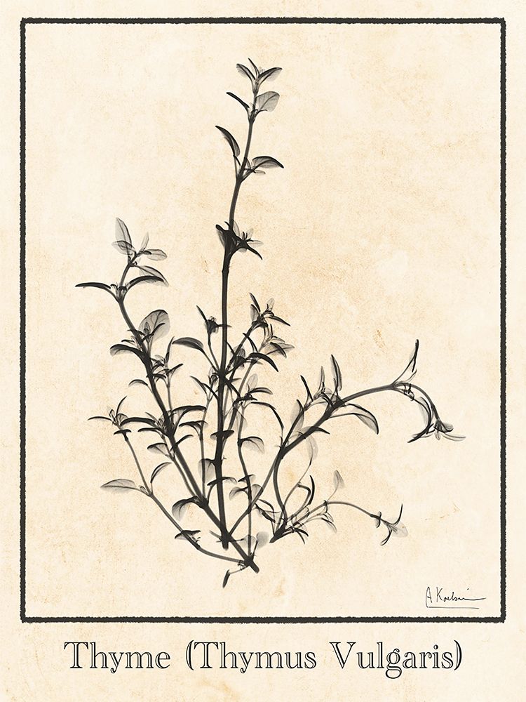 Thymus Vulgaris art print by Albert Koetsier for $57.95 CAD