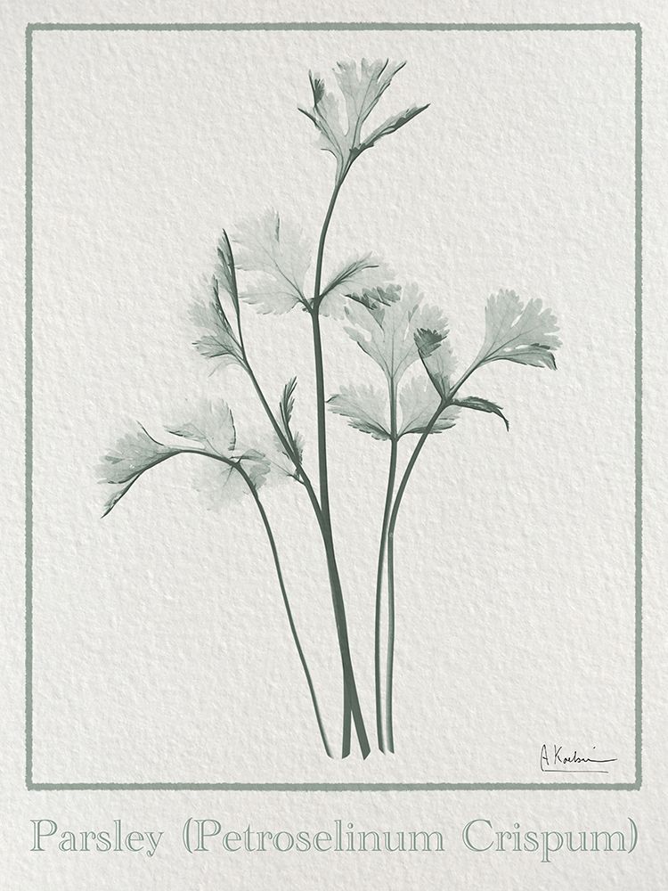 Parsley 2 art print by Albert Koetsier for $57.95 CAD
