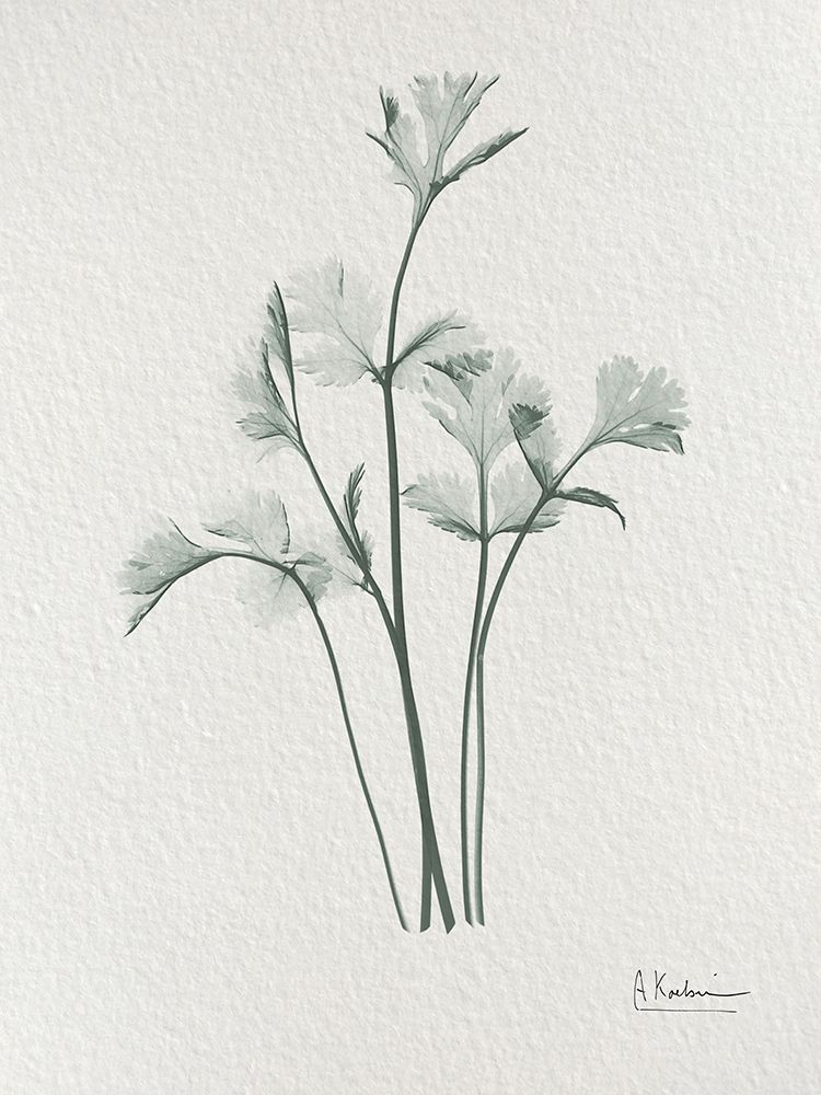 Parsley 2 art print by Albert Koetsier for $57.95 CAD
