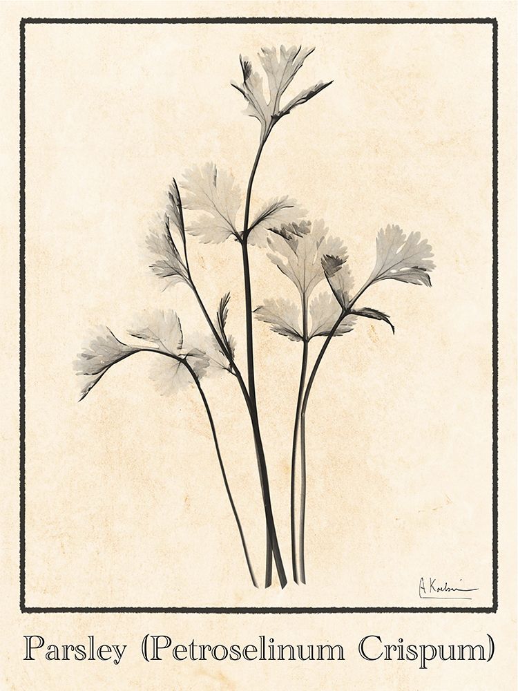 Parsley art print by Albert Koetsier for $57.95 CAD