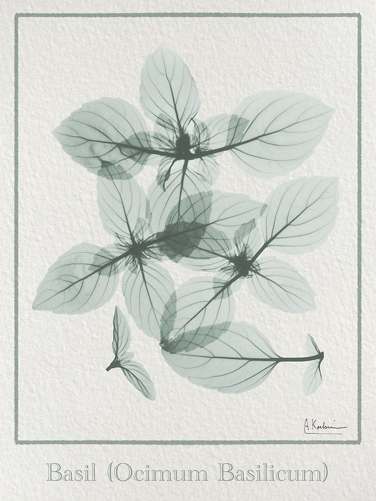 Basil Ocimum Basilicum 2 art print by Albert Koetsier for $57.95 CAD