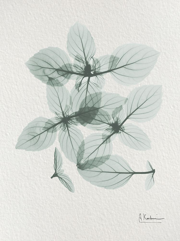 Basil Ocimum Basilicum 2 art print by Albert Koetsier for $57.95 CAD