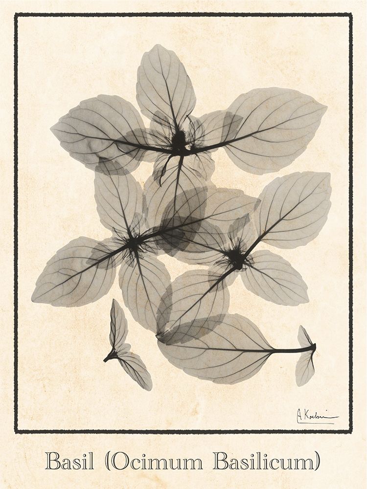 Basil Ocimum Basilicum art print by Albert Koetsier for $57.95 CAD