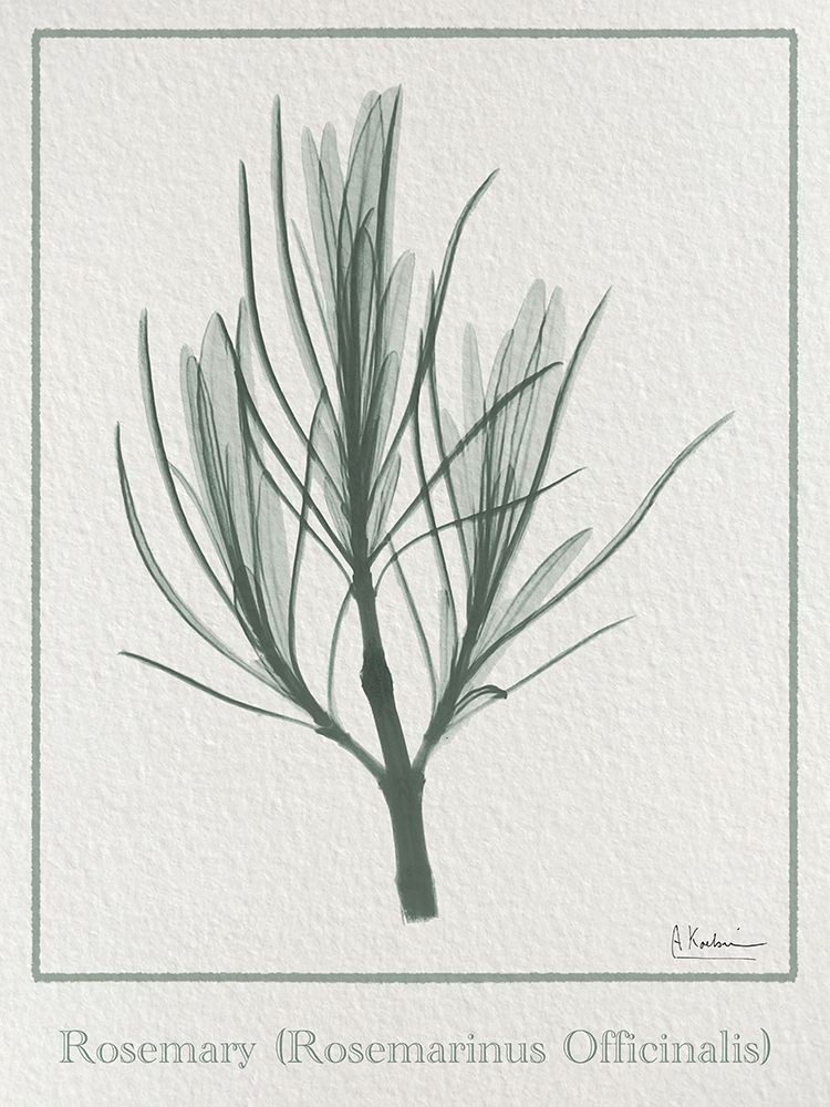 Rosemary 2 art print by Albert Koetsier for $57.95 CAD
