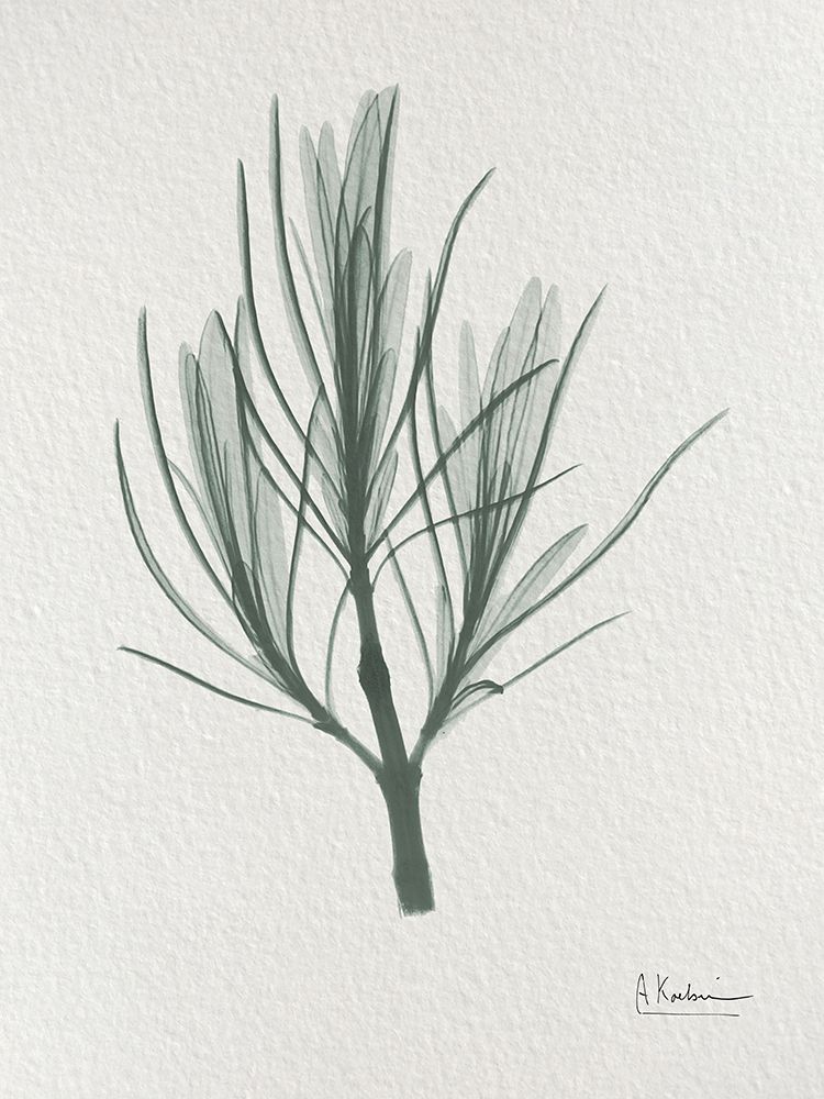 Rosemary 2 art print by Albert Koetsier for $57.95 CAD