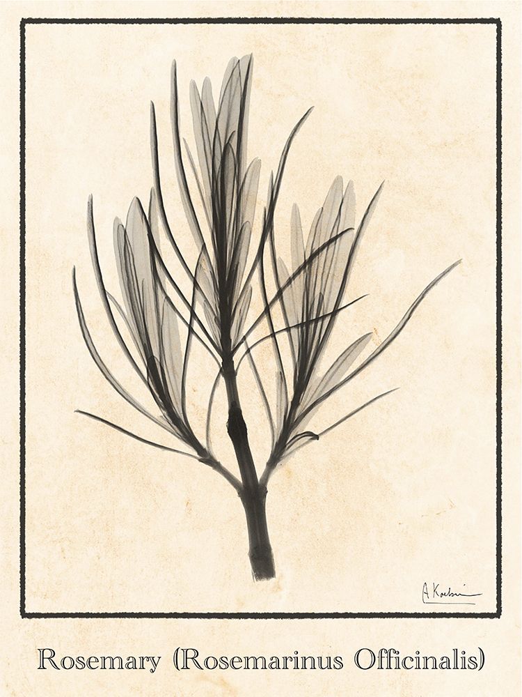 Rosemary art print by Albert Koetsier for $57.95 CAD