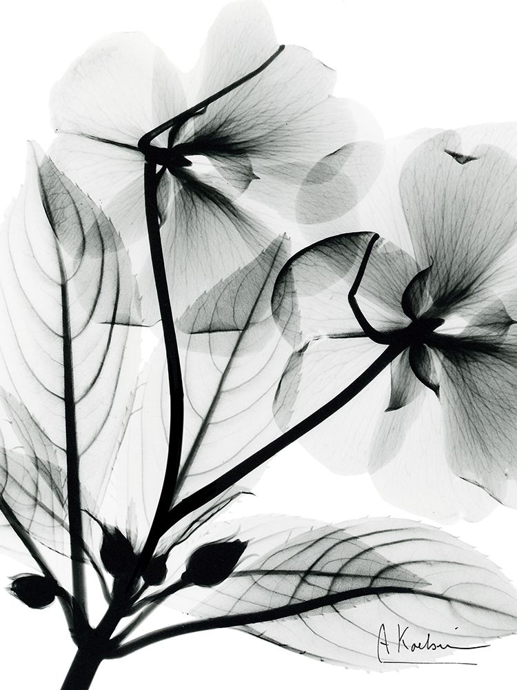 Impatient Growth art print by Albert Koetsier for $57.95 CAD